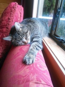Striped, tabby cat sleeping happily on the back of a red sofa