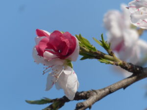 Red and white spring blossoms against a bright blue sky.