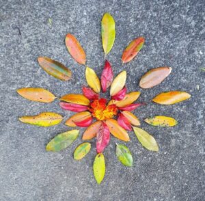 Red, yellow, orange and green leaves laid out in a star burst patter