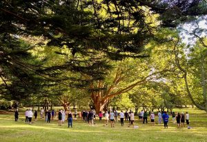 Big group of people under a tree doing tai chi together