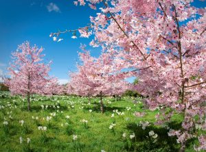 Photo of cherry blossom trees against a blue sky and with spring flowers growing in clumps in the grass under the trees